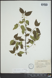 Celtis tenuifolia image