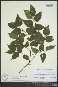 Celtis tenuifolia image