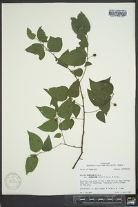 Celtis tenuifolia image