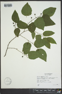 Celtis tenuifolia image