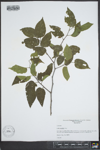 Celtis tenuifolia image