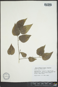 Celtis tenuifolia image