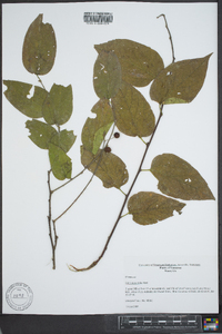 Celtis tenuifolia image