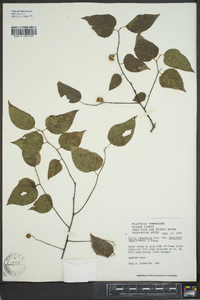 Celtis tenuifolia image