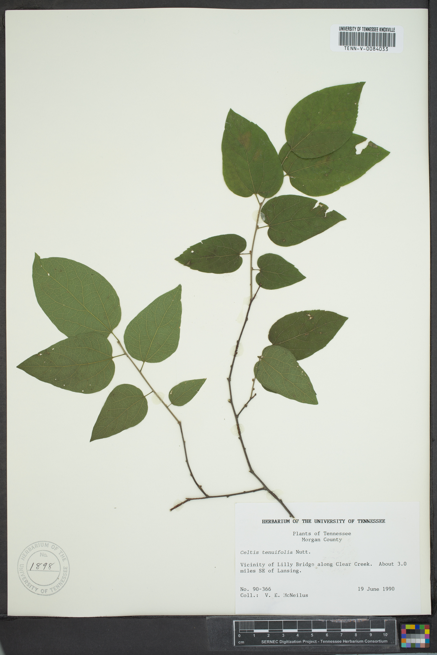 Celtis tenuifolia image