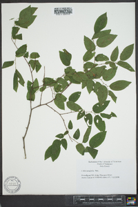 Celtis tenuifolia image