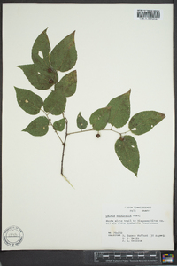 Celtis tenuifolia image