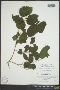 Celtis tenuifolia image