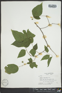 Celtis tenuifolia image