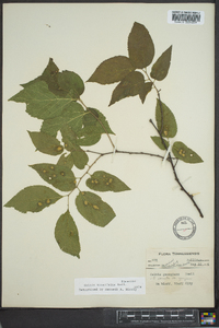 Celtis tenuifolia image