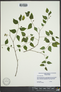 Celtis tenuifolia image