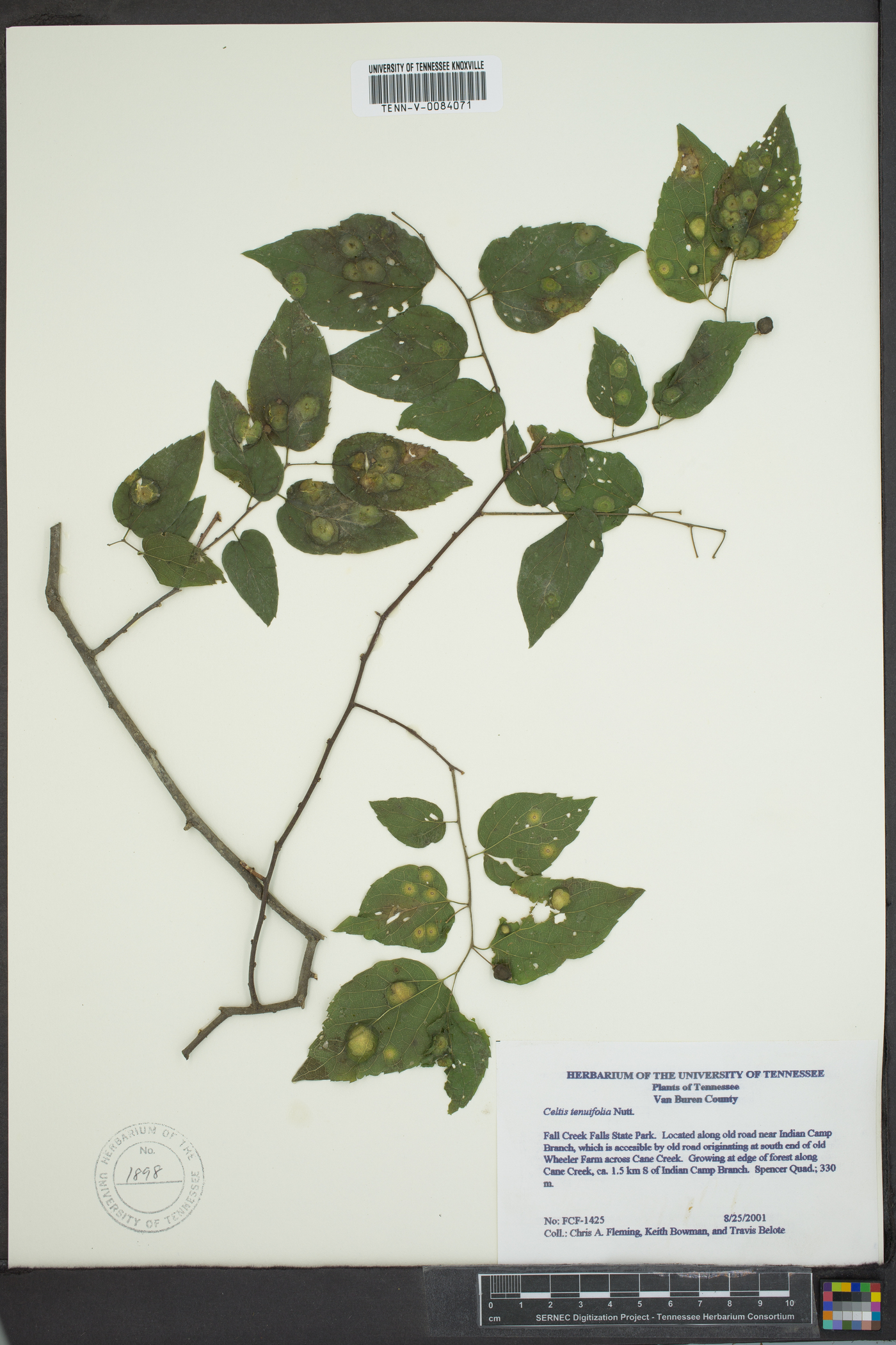 Celtis tenuifolia image