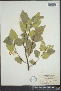 Celtis laevigata var. reticulata image