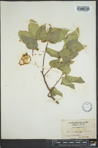 Celtis laevigata var. reticulata image