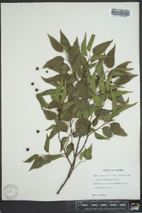 Celtis laevigata image