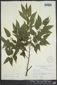 Celtis laevigata image