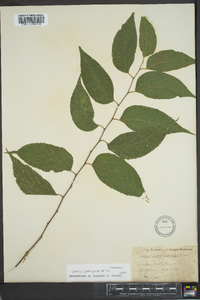 Celtis laevigata image