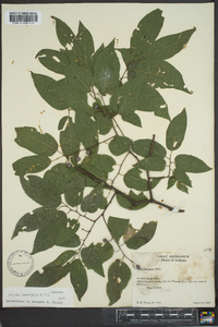 Celtis laevigata image