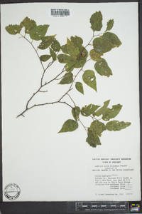 Celtis laevigata image