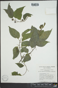 Celtis laevigata image