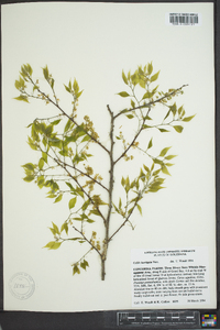 Celtis laevigata image