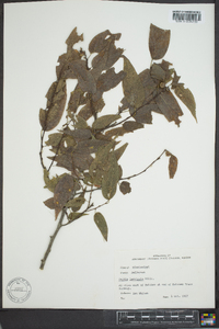 Celtis laevigata image