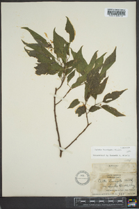 Celtis laevigata image