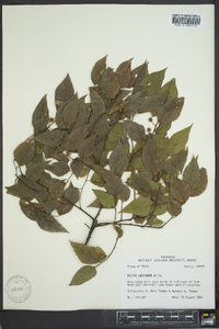 Celtis laevigata image