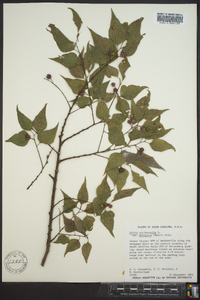 Celtis occidentalis var. georgiana image