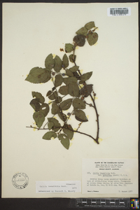 Celtis tenuifolia image