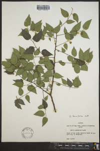 Celtis tenuifolia image