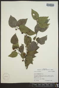 Celtis tenuifolia image