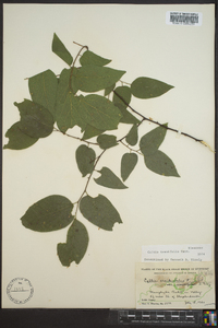 Celtis tenuifolia image