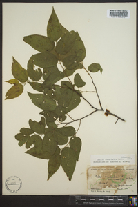 Celtis tenuifolia image