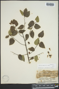 Celtis tenuifolia image