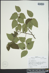 Celtis tenuifolia image