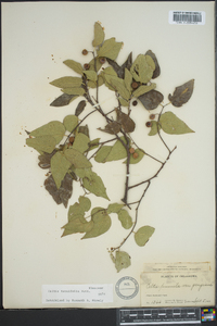 Celtis tenuifolia image