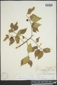 Celtis tenuifolia image