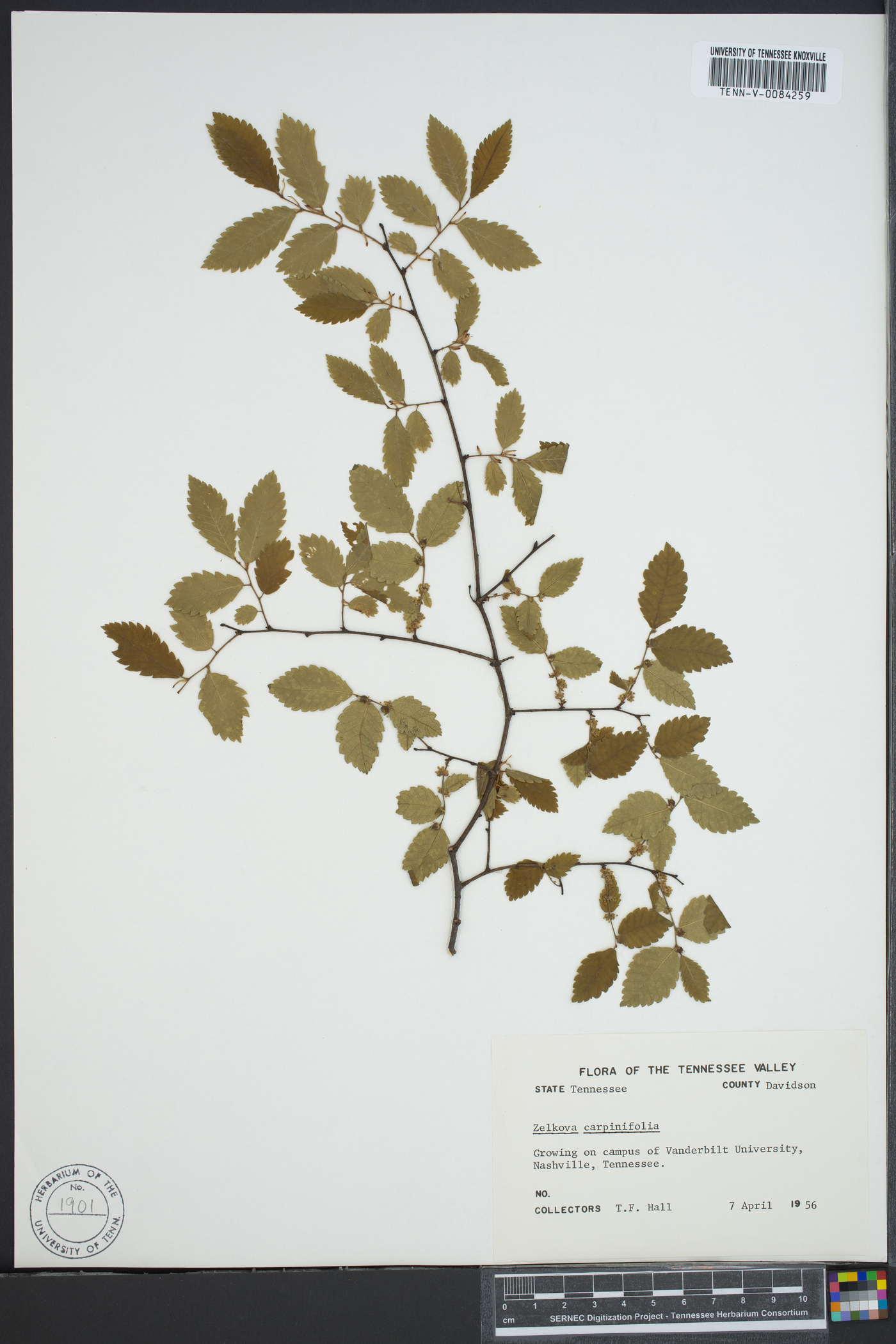 Zelkova carpinifolia image