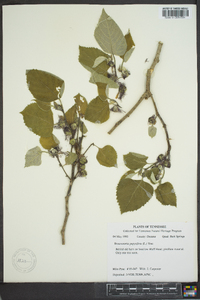 Broussonetia papyrifera image