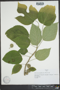 Broussonetia papyrifera image