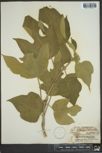 Broussonetia papyrifera image