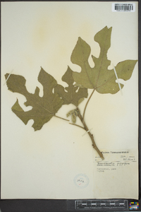 Broussonetia papyrifera image