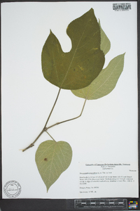 Broussonetia papyrifera image