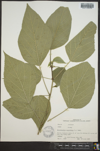 Broussonetia papyrifera image