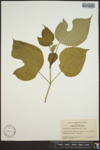 Broussonetia papyrifera image