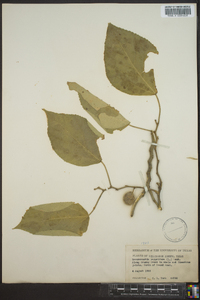 Broussonetia papyrifera image