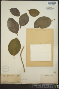 Ficus aurea image