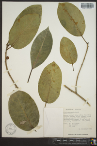 Ficus aurea image