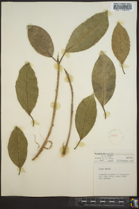 Ficus aurea image